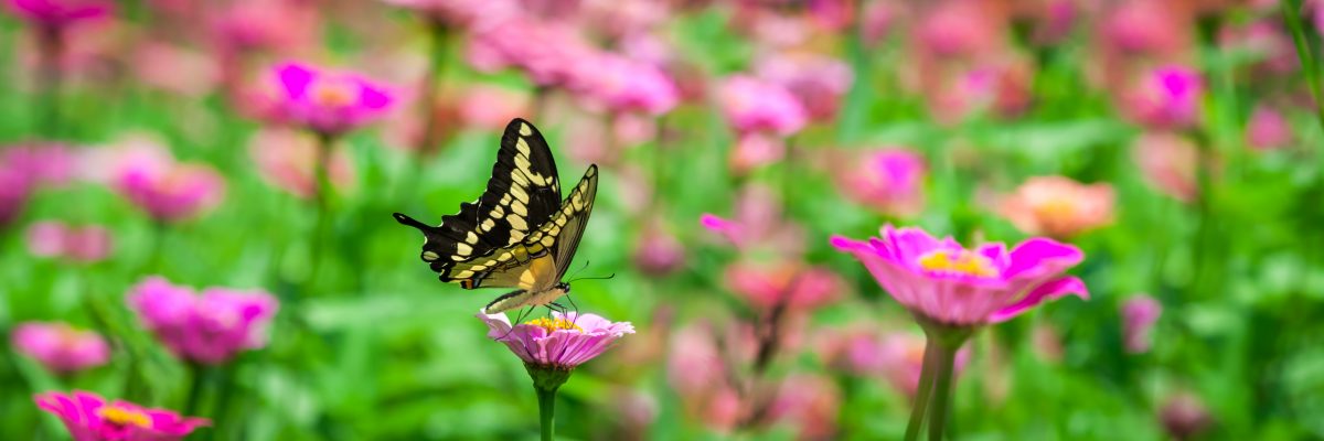 Marriage is a Butterfly﻿