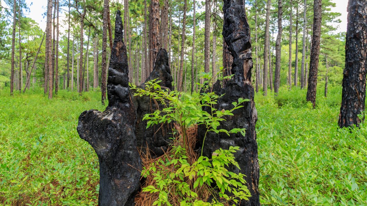 The Weathered Stump